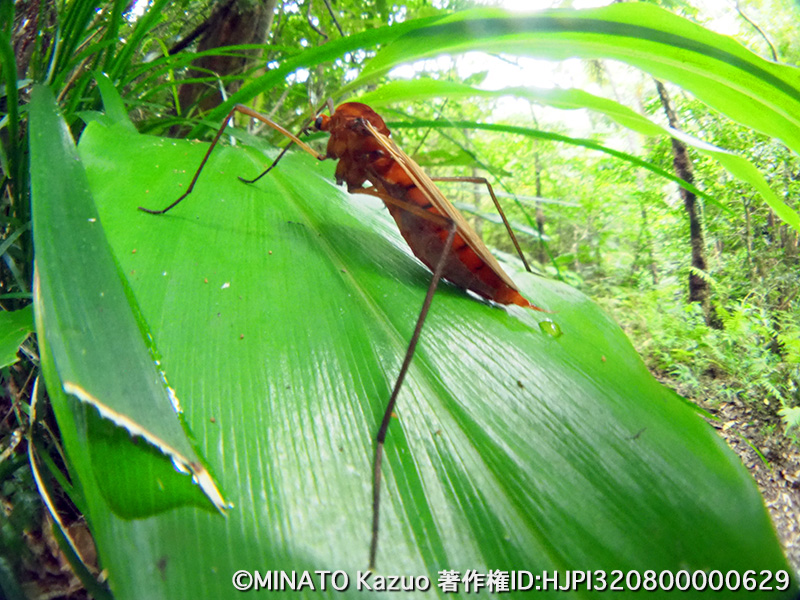 ガガンボの一種？