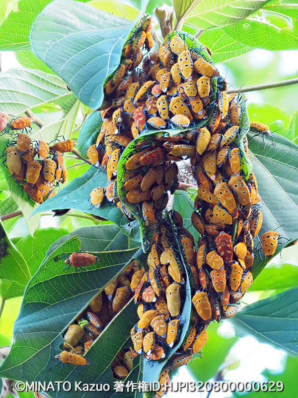 アカギカメムシ