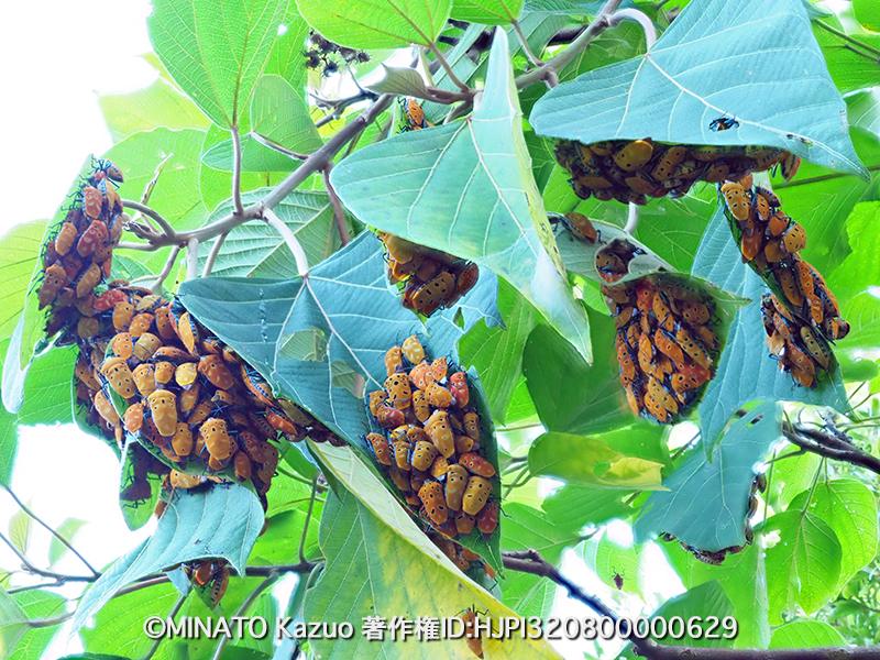 アカギカメムシ