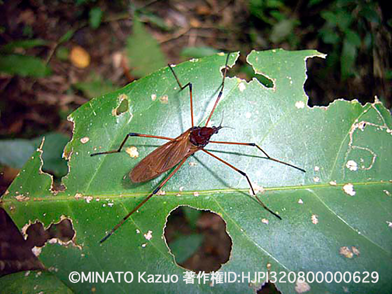 ガガンボの一種？