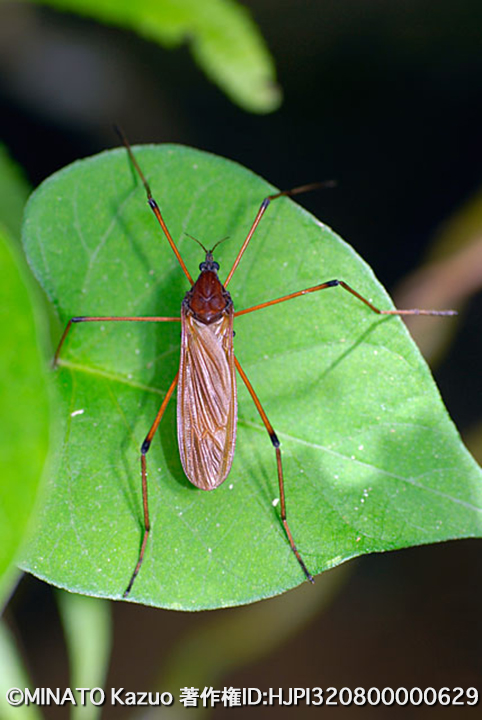 ガガンボの一種？