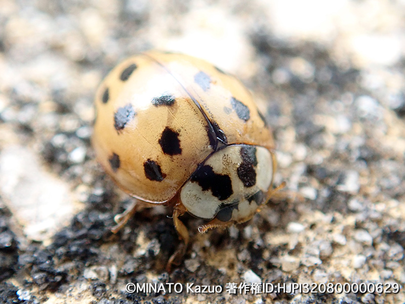 クリサキテントウ