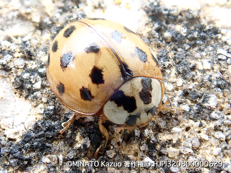 クリサキテントウ