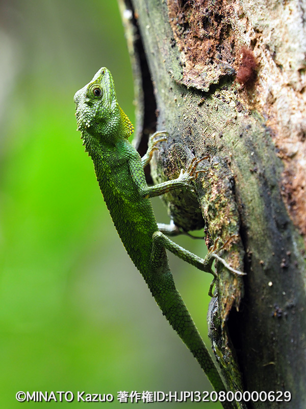 オキナワキノボリトカゲ