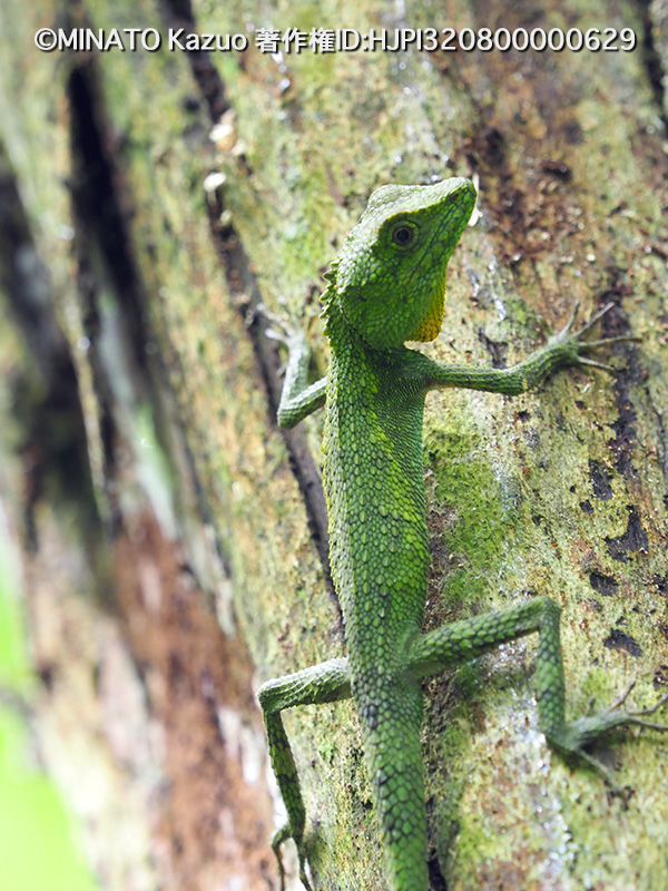 オキナワキノボリトカゲ