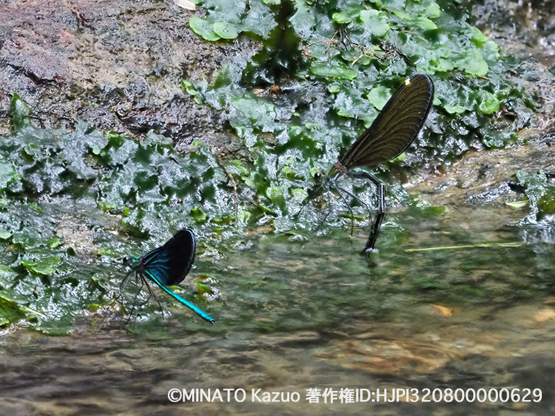 リュウキュウハグロトンボ産卵行動