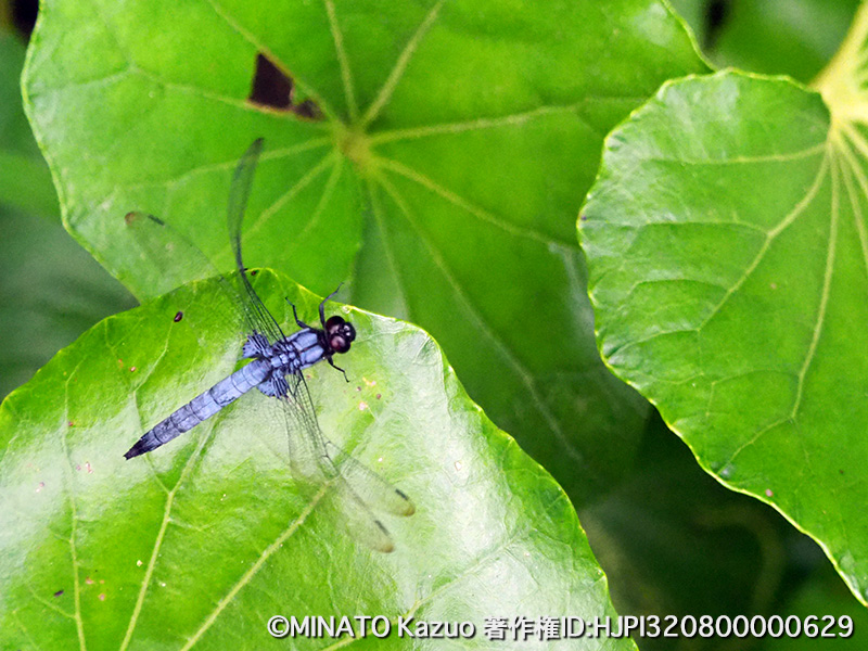 オオシオカラトンボ雄