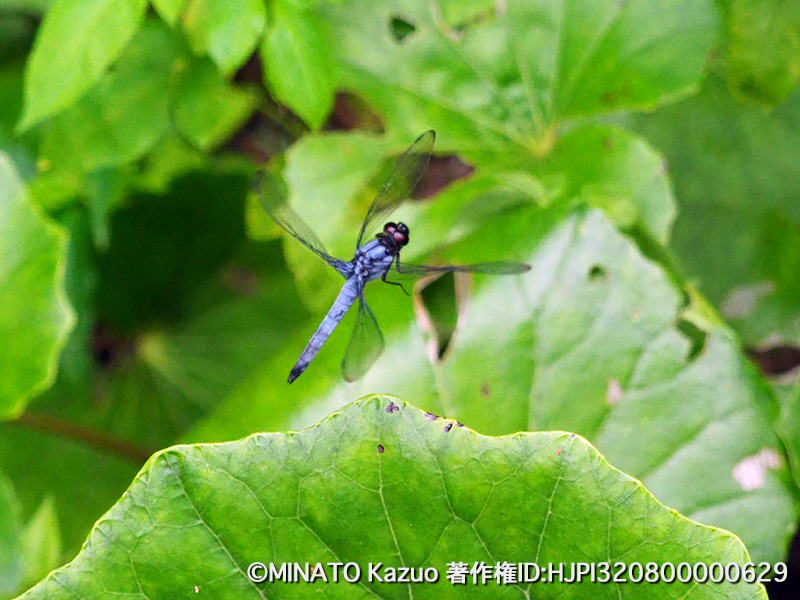 オオシオカラトンボ雄