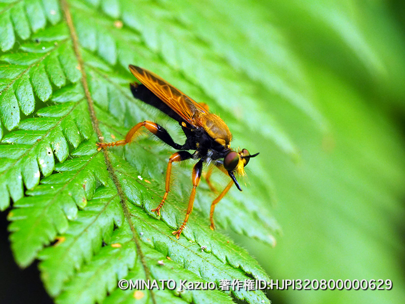 ハラグロオニイシアブ