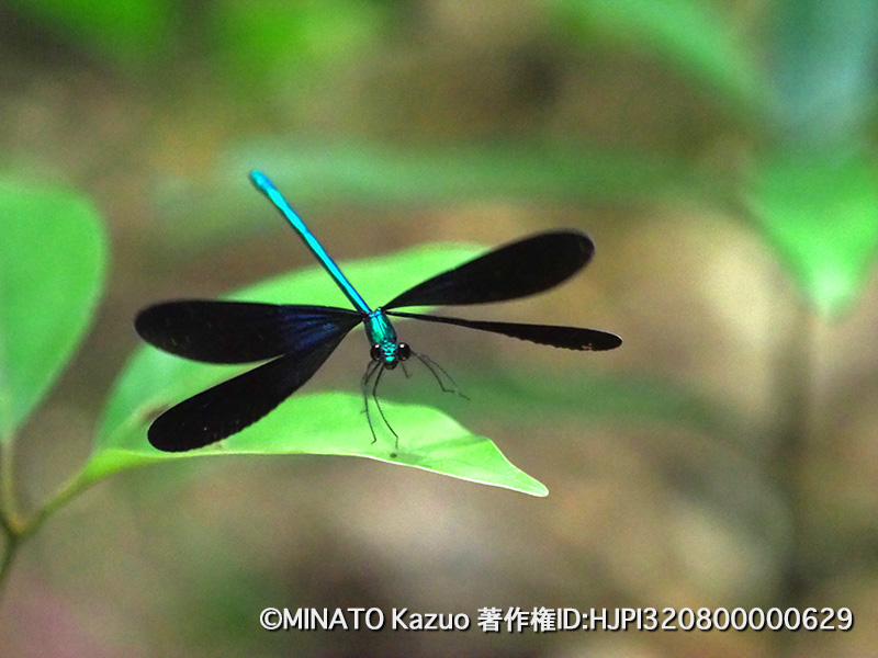 リュウキュウハグロトンボ雄