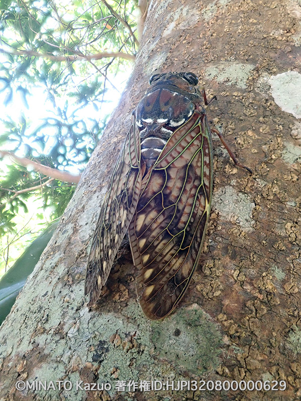 リュウキュウアブラゼミ
