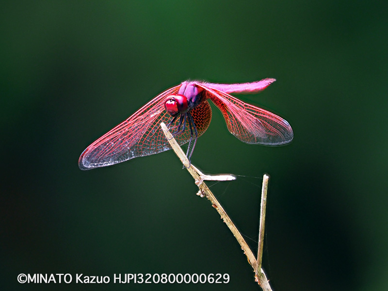 ベニトンボ成熟雄