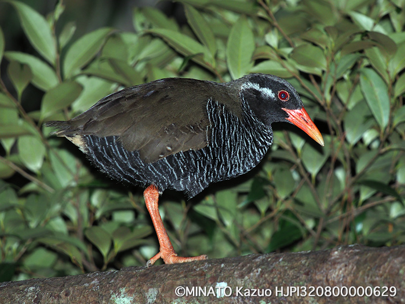 ヤンバルクイナ成鳥