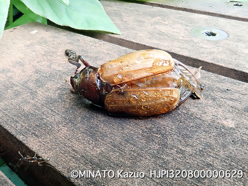 コフキコガネ？