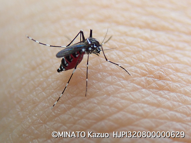 ヒトスジシマカ