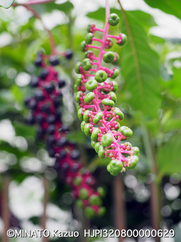 ヨウシュヤマゴボウ