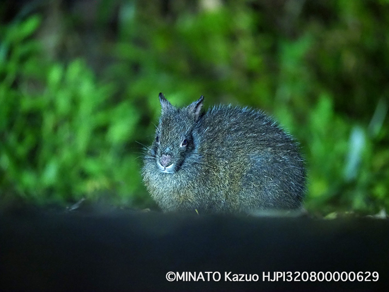 アマミノクロウサギ