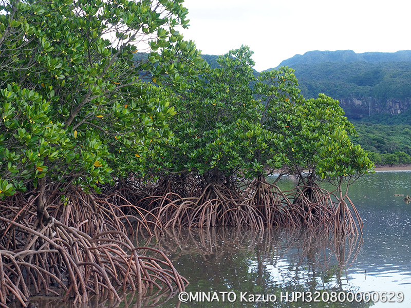 ヤエヤマヒルギ群落