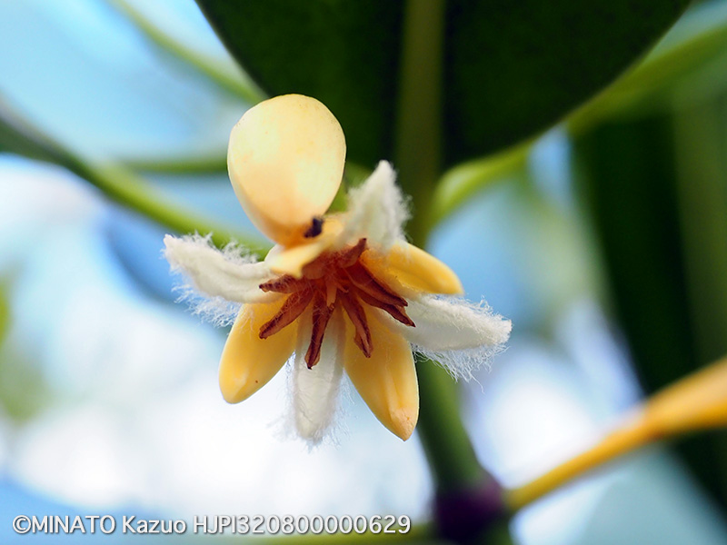 ヤエヤマヒルギ花
