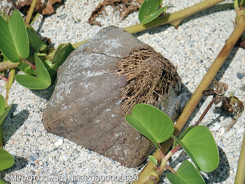 ゴバンノアシ実