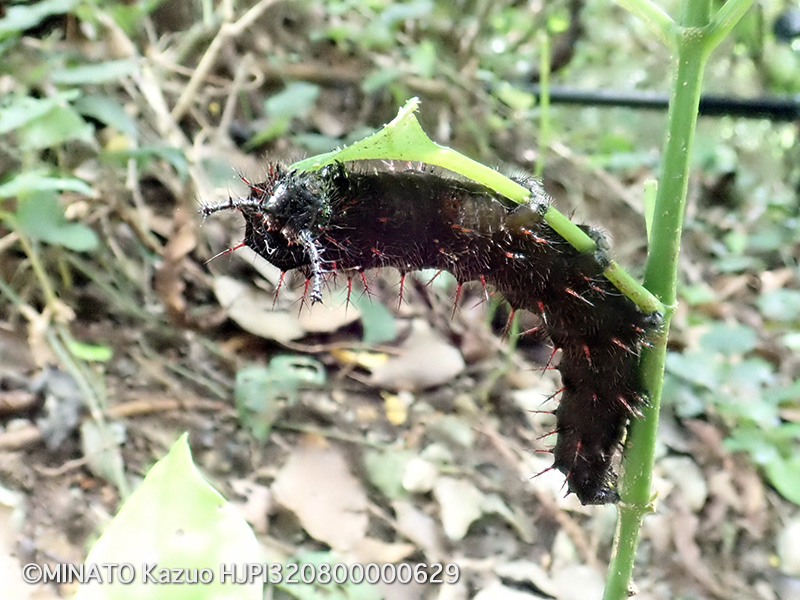 コノハチョウ終齢幼虫