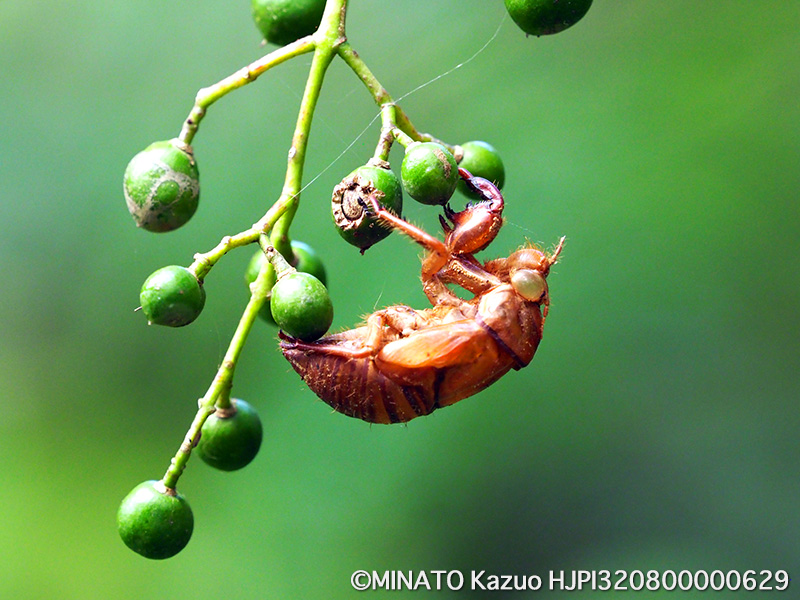 リュウキュウアブラゼミ羽化殻