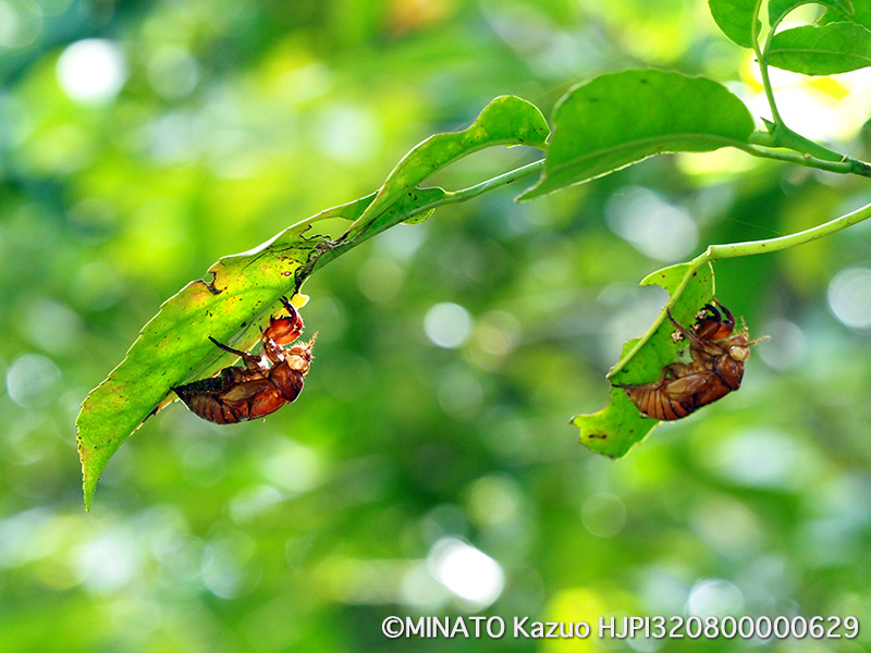 リュウキュウアブラゼミ羽化殻