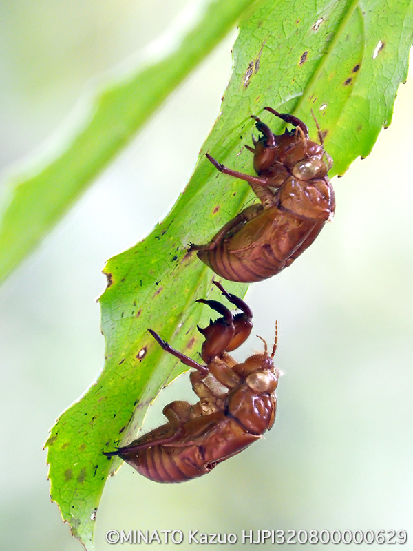 リュウキュウアブラゼミ羽化殻