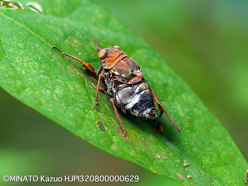リュウキュウアブラゼミ死骸