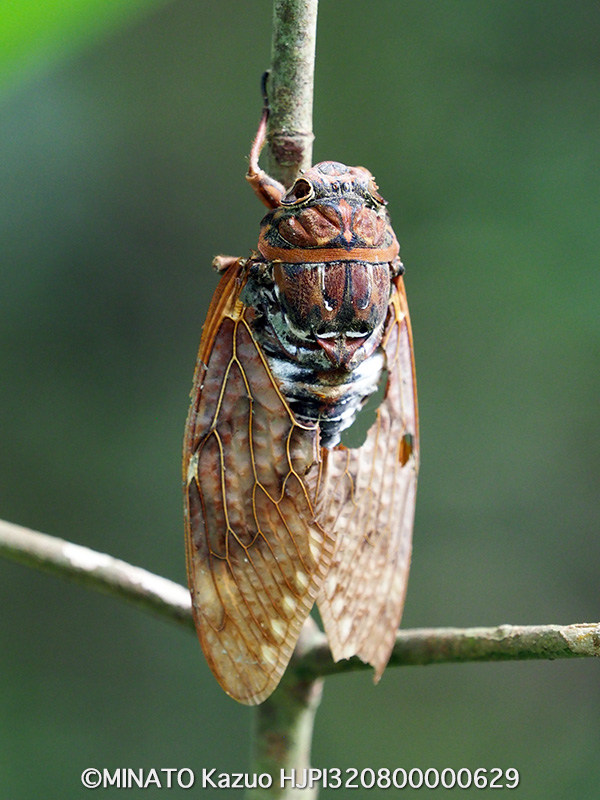 リュウキュウアブラゼミ死骸