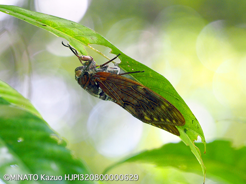 リュウキュウアブラゼミ死骸