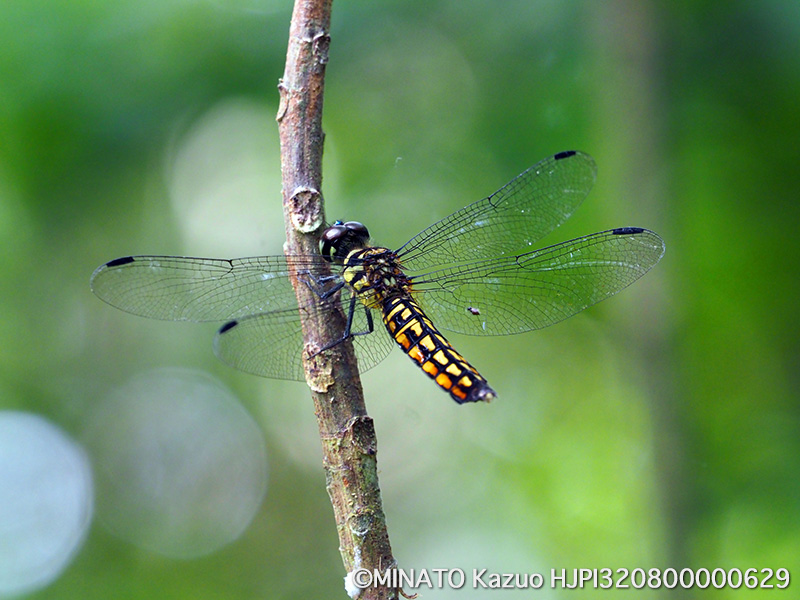 オオハラビロトンボ雌