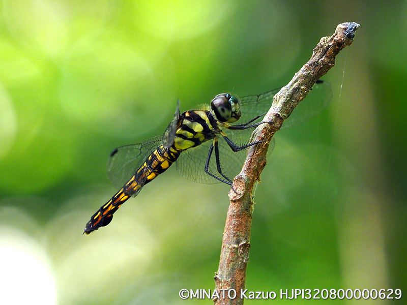 オオハラビロトンボ雌