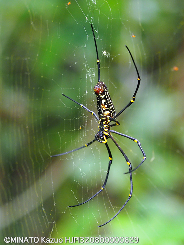 オオジョロウグモ雌