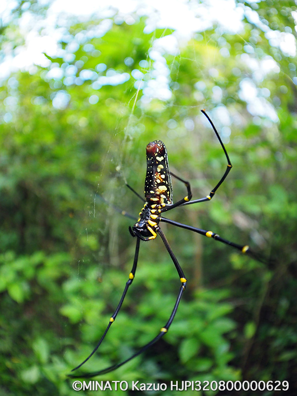 オオジョロウグモ雌