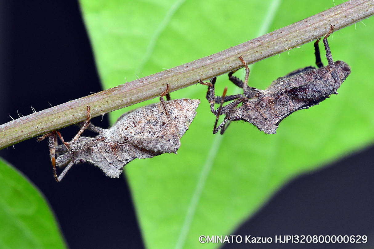 ホオズキカメムシ