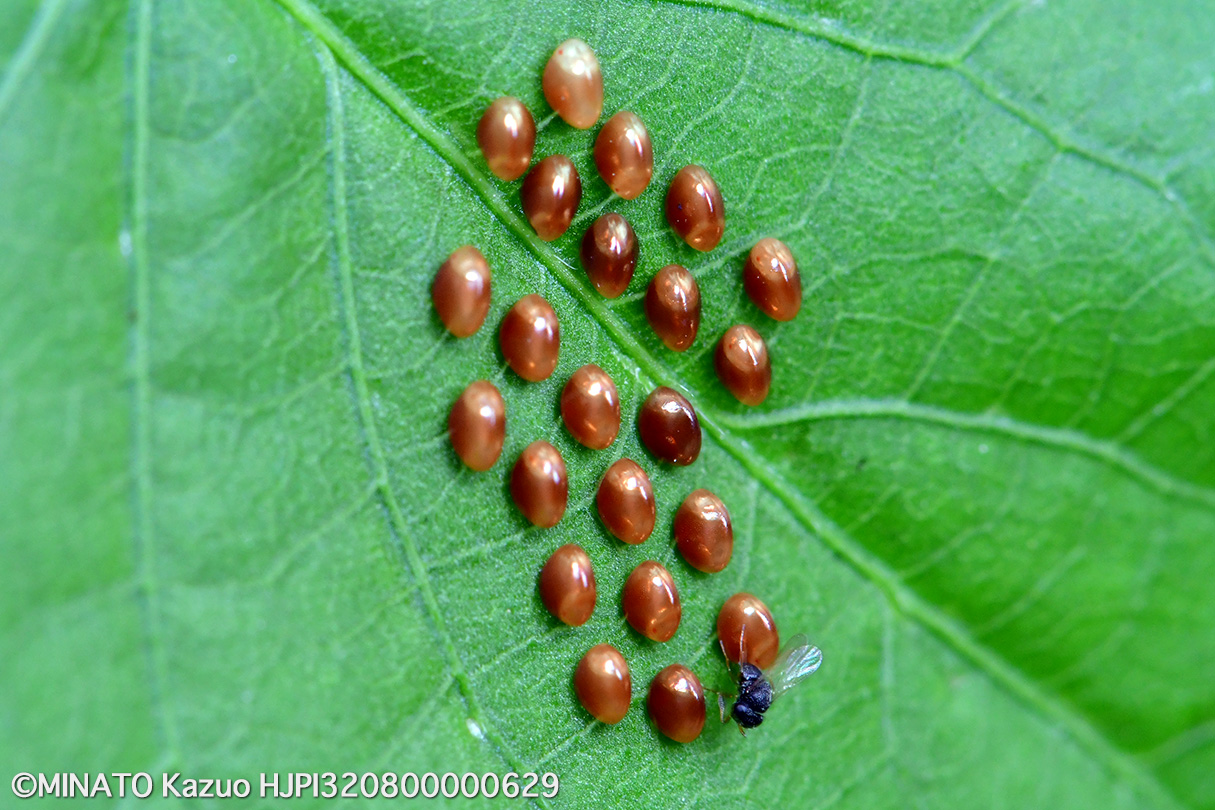 ホオズキカメムシ