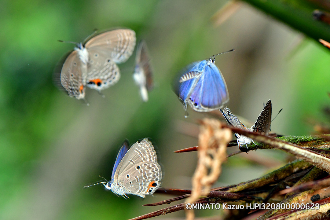 クロマダラソテツシジミ