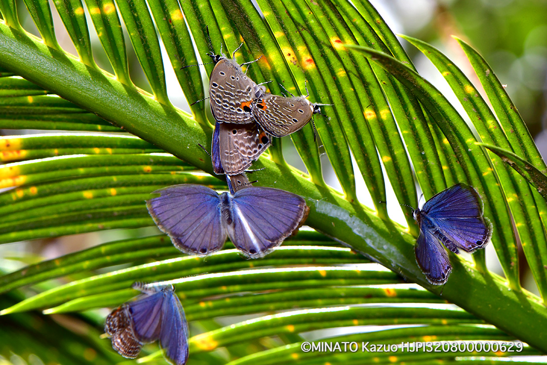 クロマダラソテツシジミ