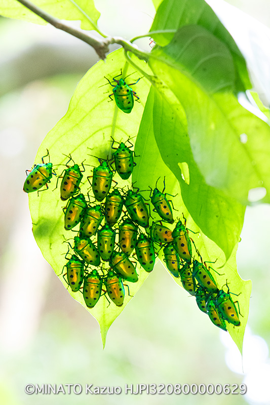 ナナホシキンカメムシ