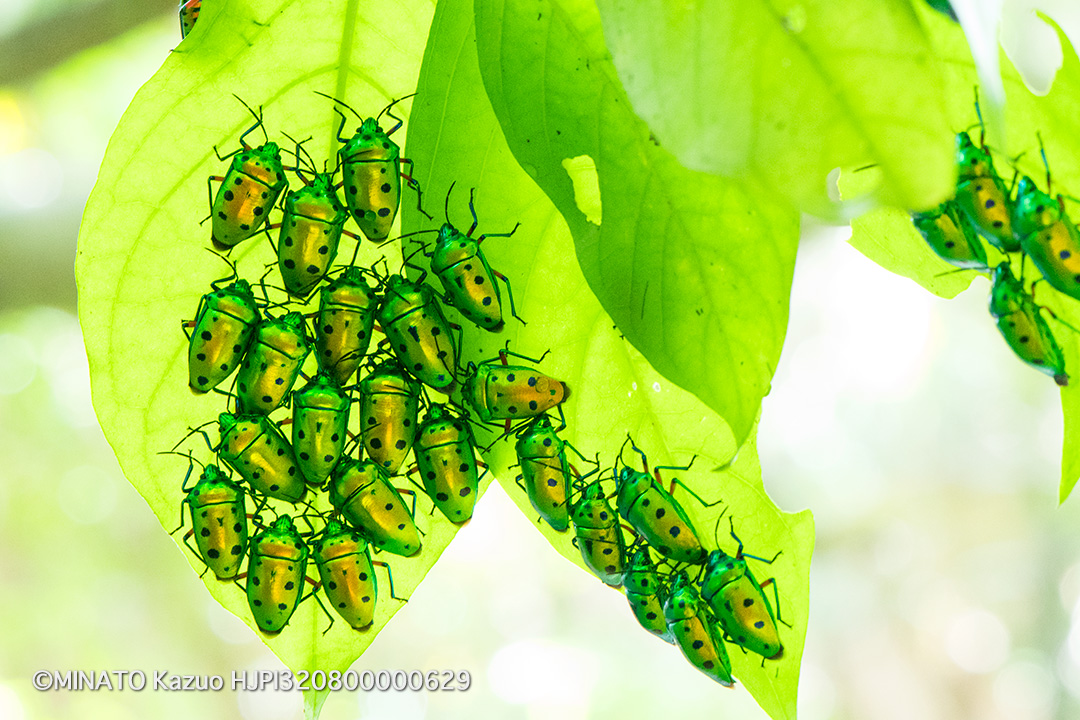 ナナホシキンカメムシ