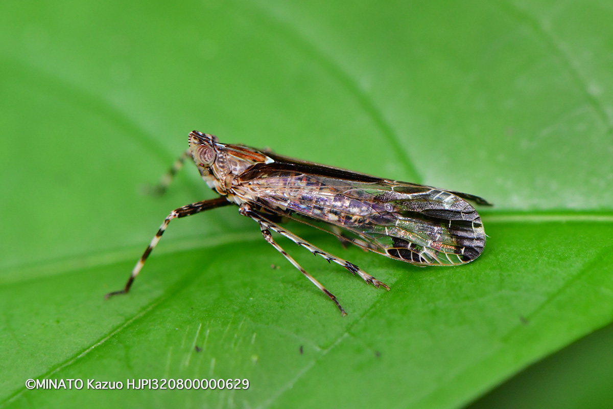 ツマグロスケバ