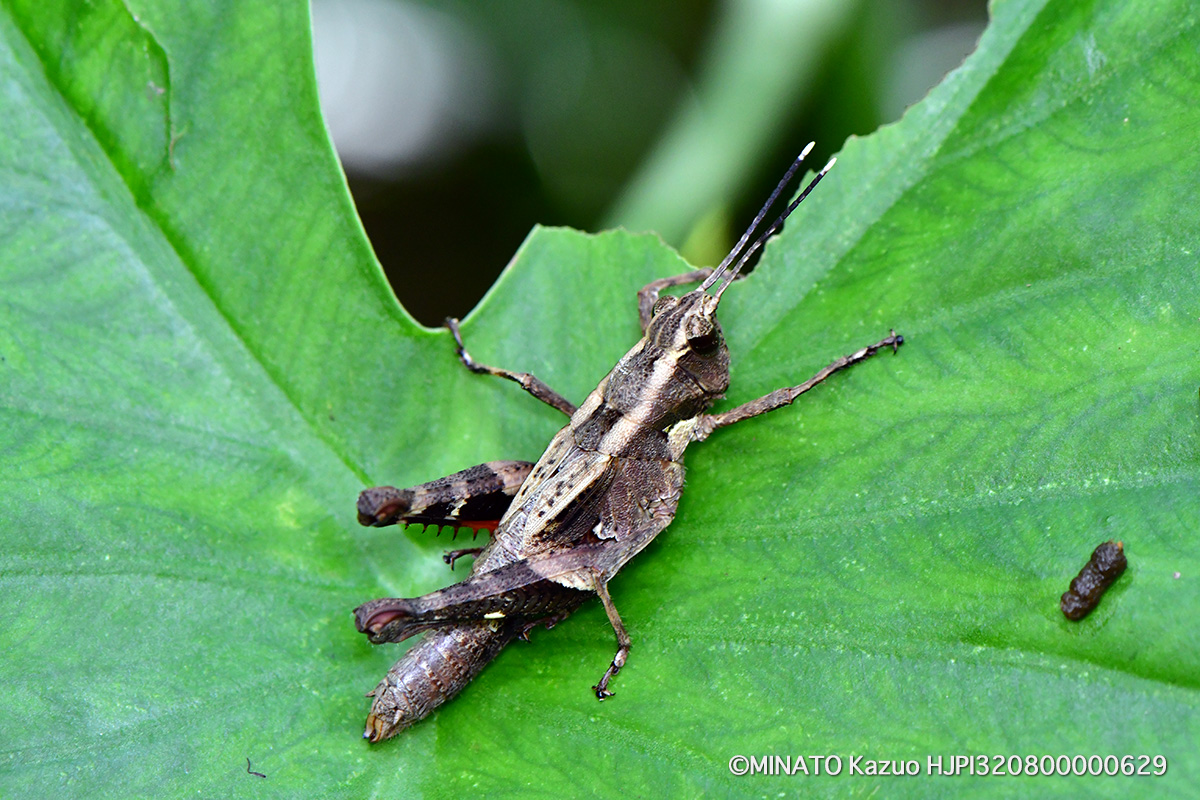 オキナワモリバッタ雌