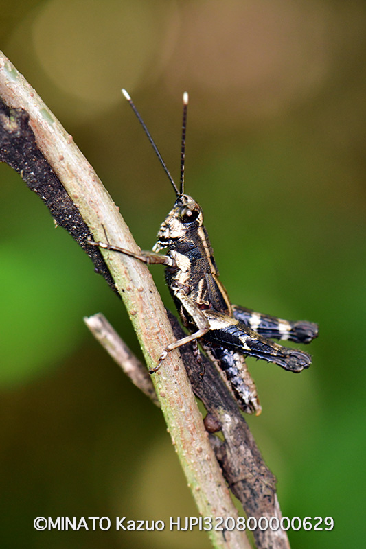 オキナワモリバッタ雄
