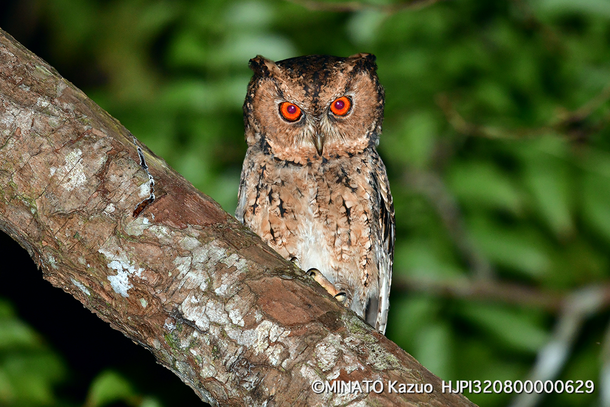 リュウキュウオオコノハズク