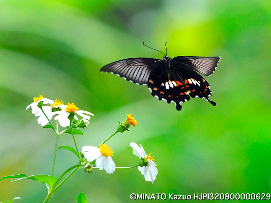 シロオビアゲハII型