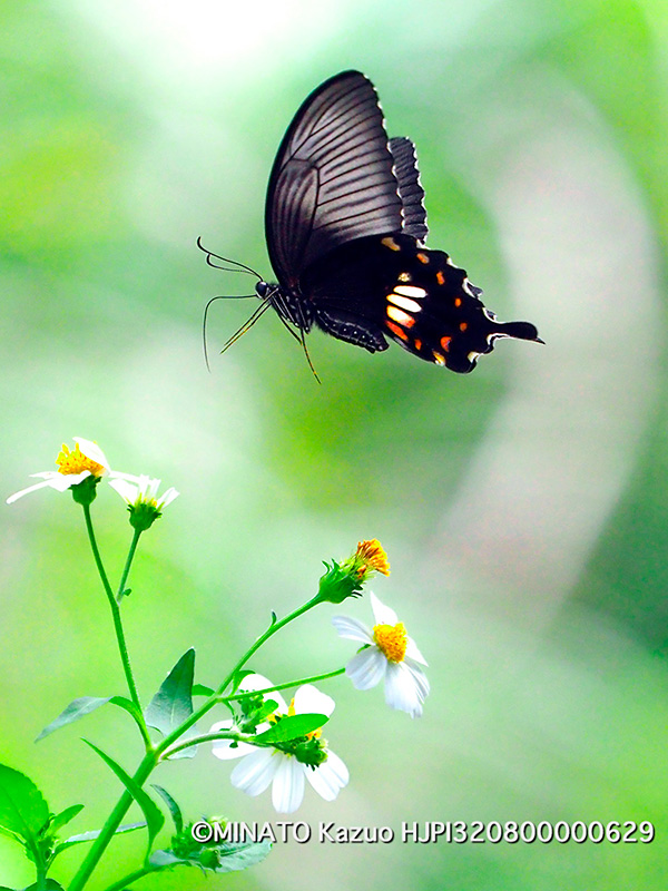 シロオビアゲハII型