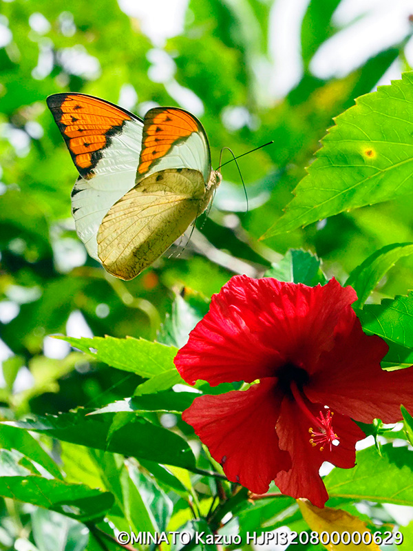 ツマベニチョウ