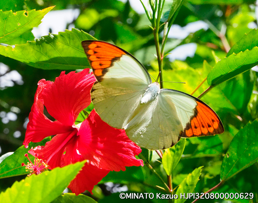 ツマベニチョウ
