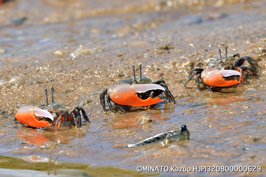 ヒメシオマネキ